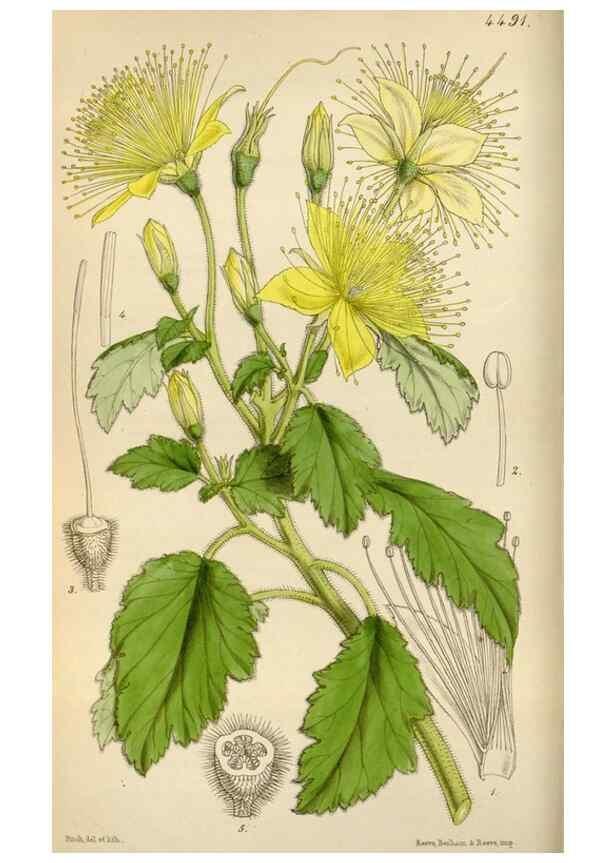 Reproducción/Reproduction 8241574516: Curtis's botanical magazine.. London ;New York [etc.] :Academic Press [etc.]