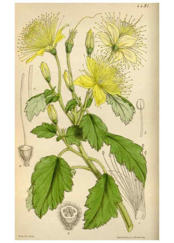 Reproducción/Reproduction 8241574516: Curtis's botanical magazine.. London ;New York [etc.] :Academic Press [etc.]