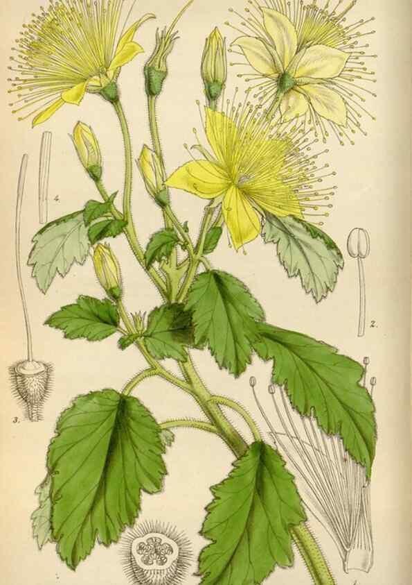Reproducción/Reproduction 8241574516: Curtis's botanical magazine.. London ;New York [etc.] :Academic Press [etc.]