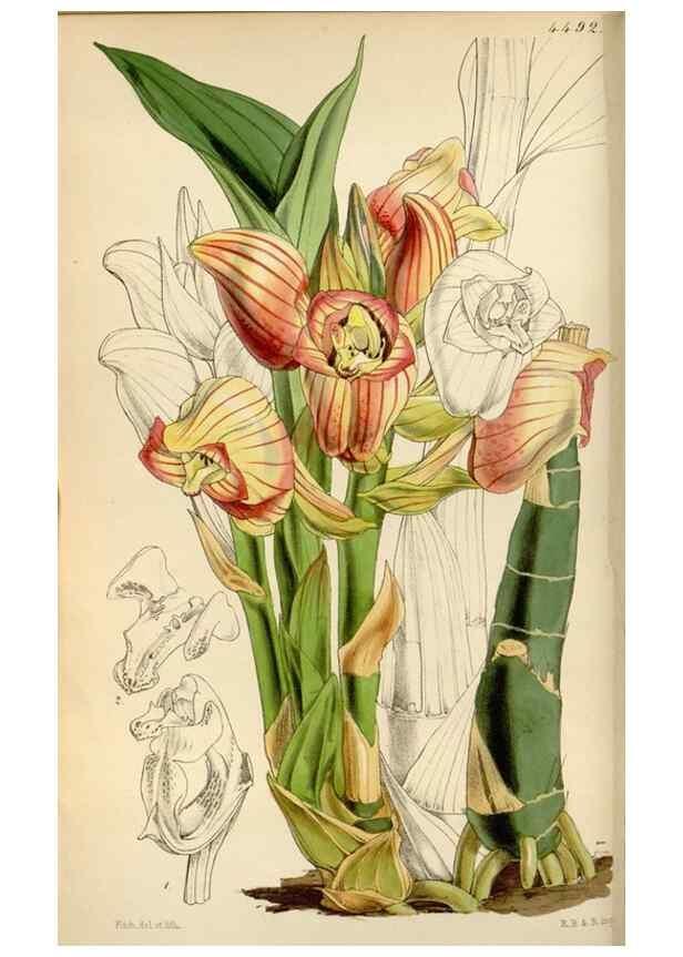Reproducción/Reproduction 8241575202: Curtis's botanical magazine.. London ;New York [etc.] :Academic Press [etc.]