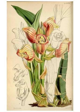 Reproducción/Reproduction 8241575202: Curtis's botanical magazine.. London ;New York [etc.] :Academic Press [etc.]