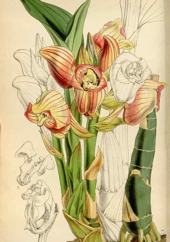 Reproducción/Reproduction 8241575202: Curtis's botanical magazine.. London ;New York [etc.] :Academic Press [etc.]