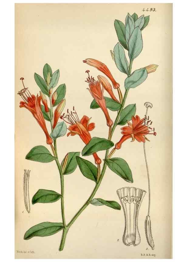 Reproducción/Reproduction 8240506927: Curtis's botanical magazine.. London ;New York [etc.] :Academic Press [etc.]