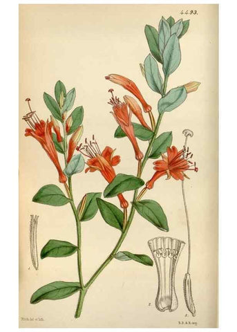 Reproducción/Reproduction 8240506927: Curtis's botanical magazine.. London ;New York [etc.] :Academic Press [etc.]