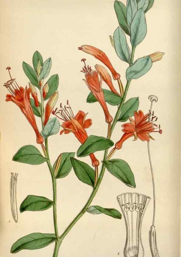 Reproducción/Reproduction 8240506927: Curtis's botanical magazine.. London ;New York [etc.] :Academic Press [etc.]