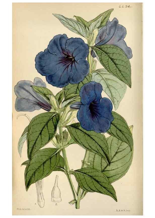Reproducción/Reproduction 8241577218: Curtis's botanical magazine.. London ;New York [etc.] :Academic Press [etc.]
