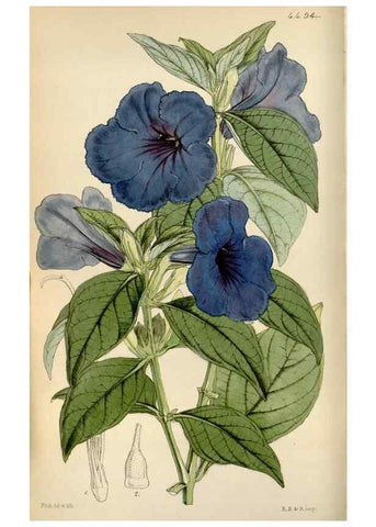 Reproducción/Reproduction 8241577218: Curtis's botanical magazine.. London ;New York [etc.] :Academic Press [etc.]