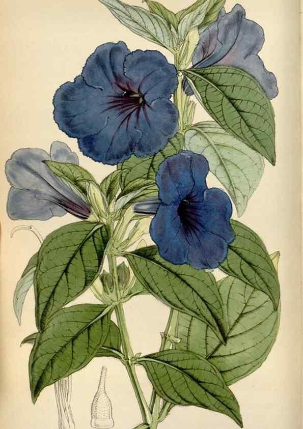 Reproducción/Reproduction 8241577218: Curtis's botanical magazine.. London ;New York [etc.] :Academic Press [etc.]