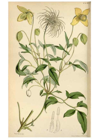 Reproducción/Reproduction 8240508951: Curtis's botanical magazine.. London ;New York [etc.] :Academic Press [etc.]