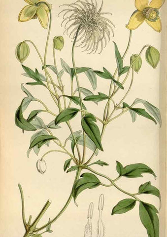 Reproducción/Reproduction 8240508951: Curtis's botanical magazine.. London ;New York [etc.] :Academic Press [etc.]