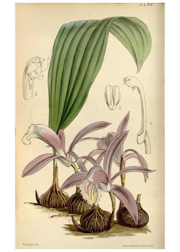 Reproducción/Reproduction 8241578682: Curtis's botanical magazine.. London ;New York [etc.] :Academic Press [etc.]