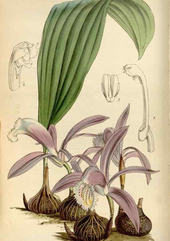 Reproducción/Reproduction 8241578682: Curtis's botanical magazine.. London ;New York [etc.] :Academic Press [etc.]