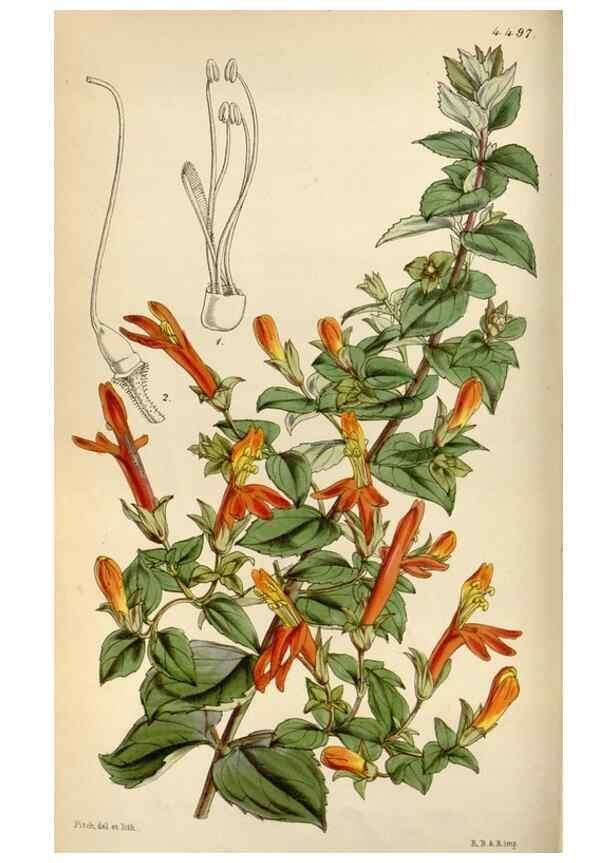 Reproducción/Reproduction 8240510629: Curtis's botanical magazine.. London ;New York [etc.] :Academic Press [etc.]