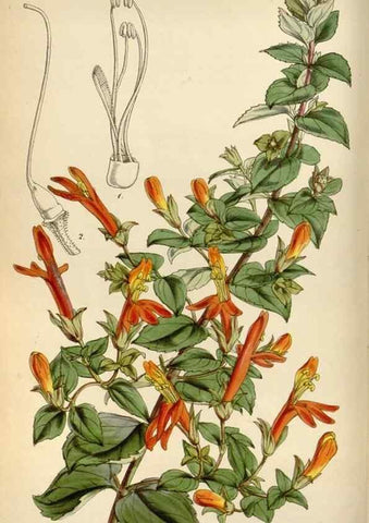 Reproducción/Reproduction 8240510629: Curtis's botanical magazine.. London ;New York [etc.] :Academic Press [etc.]