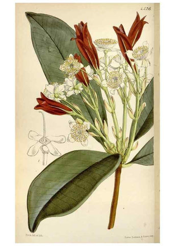 Reproducción/Reproduction 8241604854: Curtis's botanical magazine.. London ;New York [etc.] :Academic Press [etc.]