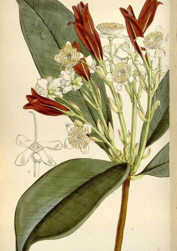 Reproducción/Reproduction 8241604854: Curtis's botanical magazine.. London ;New York [etc.] :Academic Press [etc.]