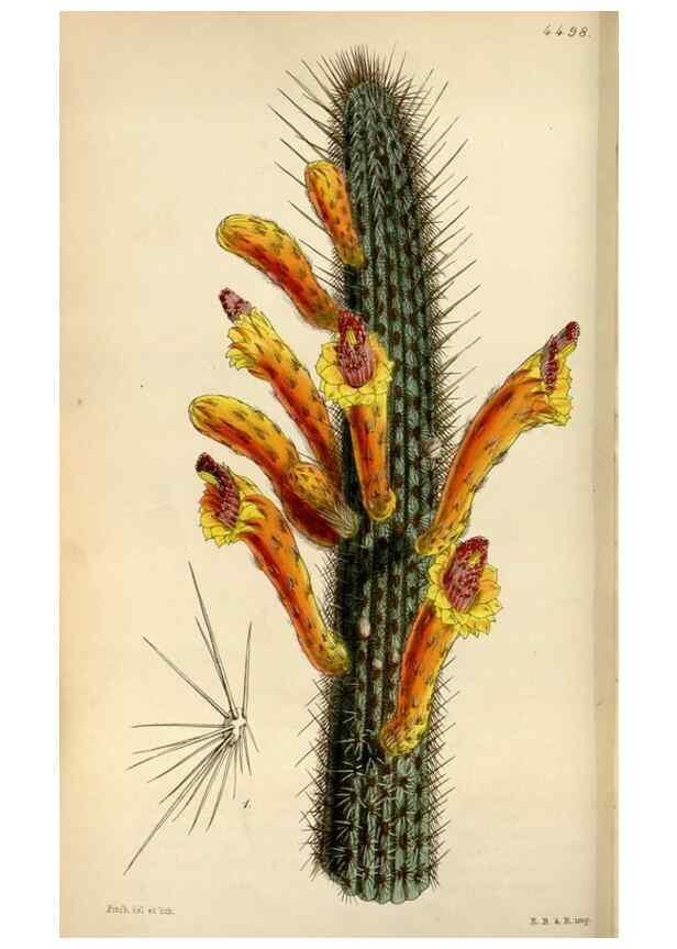 Reproducción/Reproduction 8241580358: Curtis's botanical magazine.. London ;New York [etc.] :Academic Press [etc.]