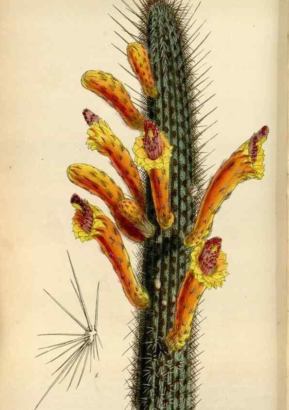 Reproducción/Reproduction 8241580358: Curtis's botanical magazine.. London ;New York [etc.] :Academic Press [etc.]
