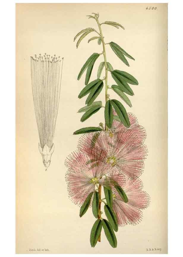 Reproducción/Reproduction 8240513143: Curtis's botanical magazine.. London ;New York [etc.] :Academic Press [etc.]