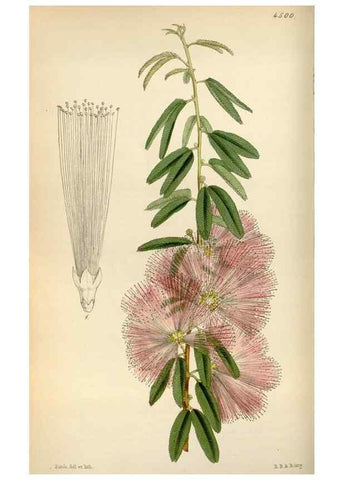 Reproducción/Reproduction 8240513143: Curtis's botanical magazine.. London ;New York [etc.] :Academic Press [etc.]