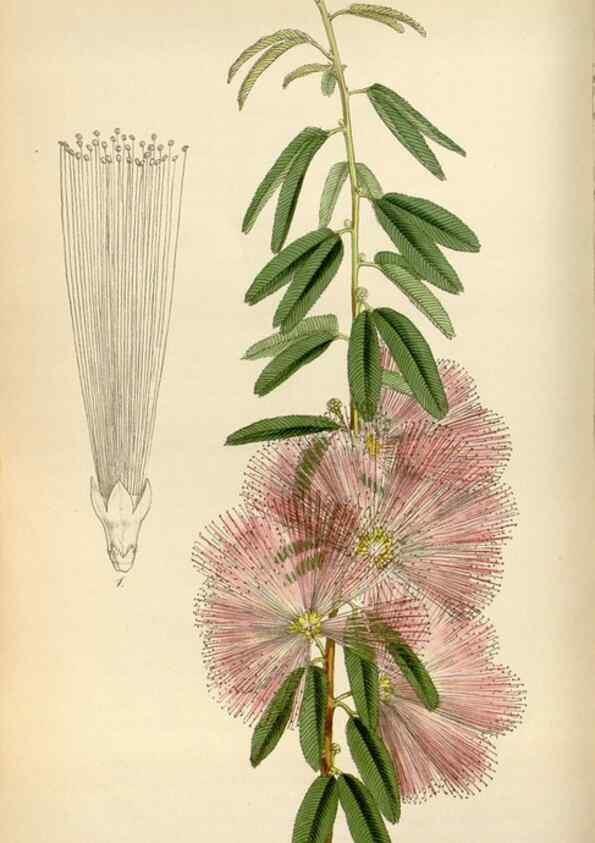 Reproducción/Reproduction 8240513143: Curtis's botanical magazine.. London ;New York [etc.] :Academic Press [etc.]