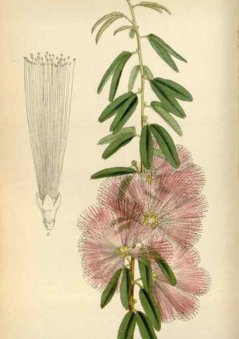 Reproducción/Reproduction 8240513143: Curtis's botanical magazine.. London ;New York [etc.] :Academic Press [etc.]