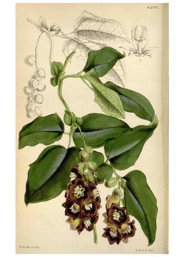 Reproducción/Reproduction 8240513771: Curtis's botanical magazine.. London ;New York [etc.] :Academic Press [etc.]