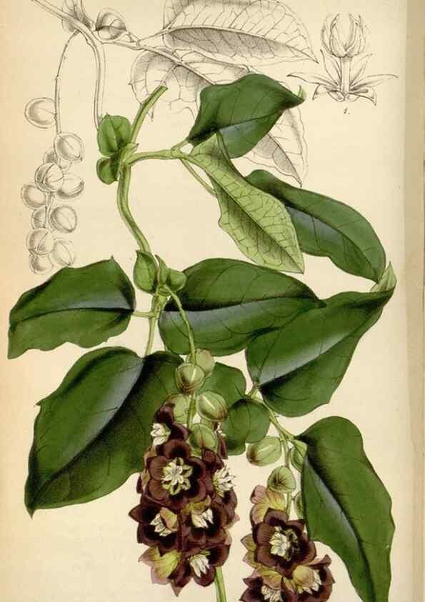 Reproducción/Reproduction 8240513771: Curtis's botanical magazine.. London ;New York [etc.] :Academic Press [etc.]