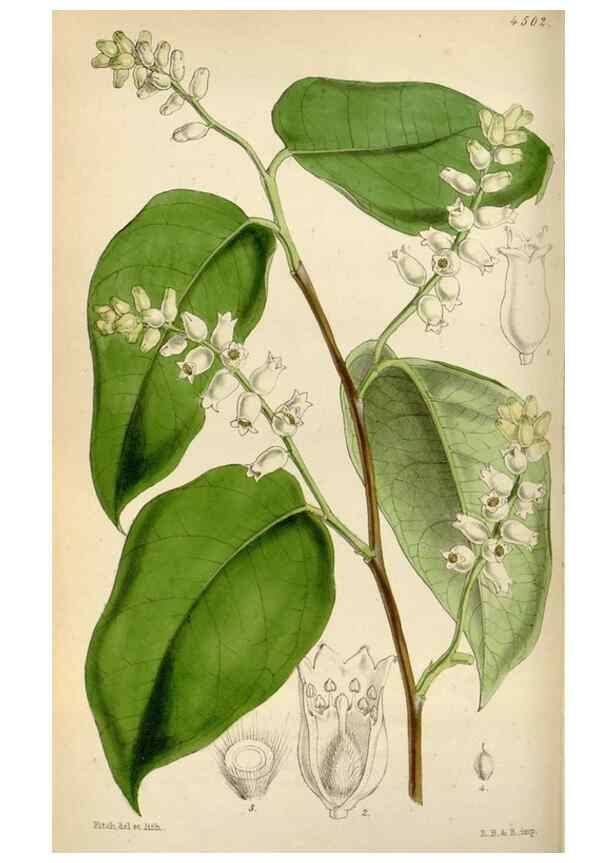 Reproducción/Reproduction 8240514517: Curtis's botanical magazine.. London ;New York [etc.] :Academic Press [etc.]