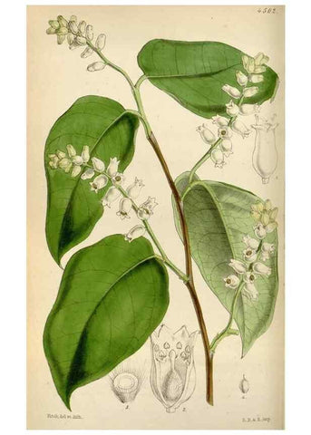 Reproducción/Reproduction 8240514517: Curtis's botanical magazine.. London ;New York [etc.] :Academic Press [etc.]