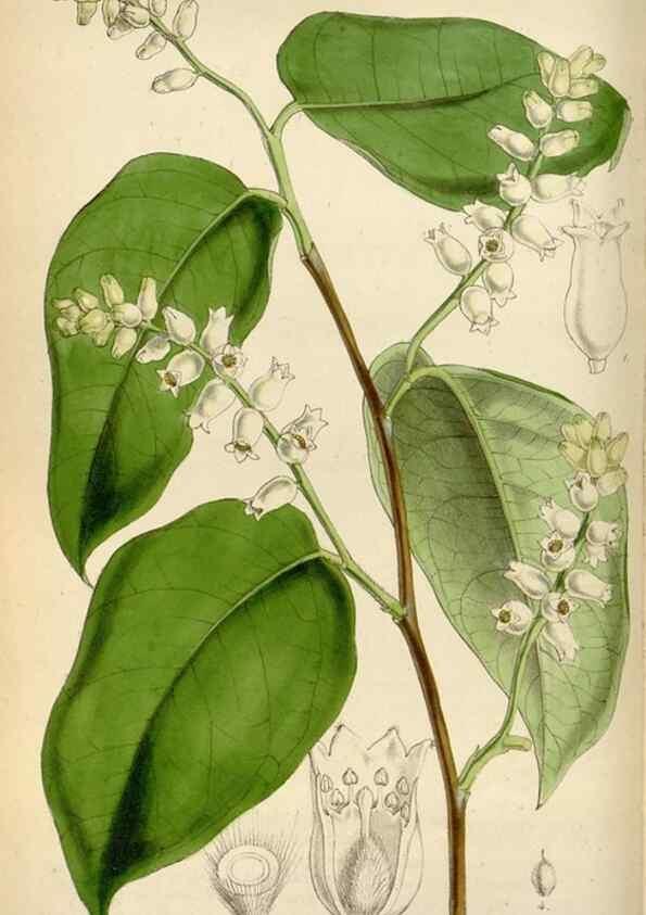 Reproducción/Reproduction 8240514517: Curtis's botanical magazine.. London ;New York [etc.] :Academic Press [etc.]