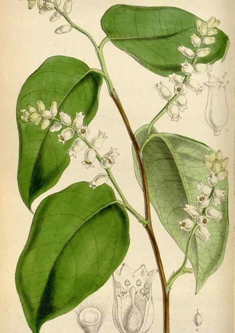 Reproducción/Reproduction 8240514517: Curtis's botanical magazine.. London ;New York [etc.] :Academic Press [etc.]