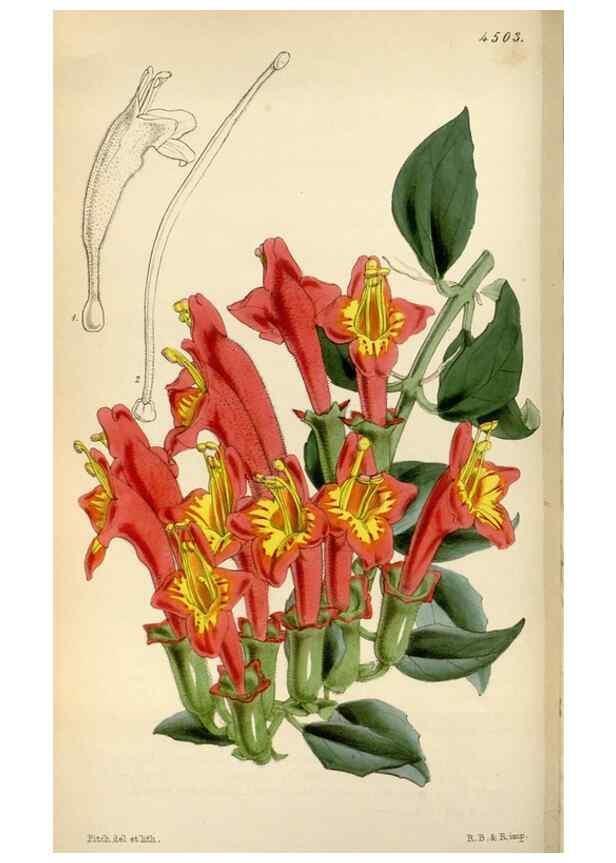 Reproducción/Reproduction 8241583852: Curtis's botanical magazine.. London ;New York [etc.] :Academic Press [etc.]