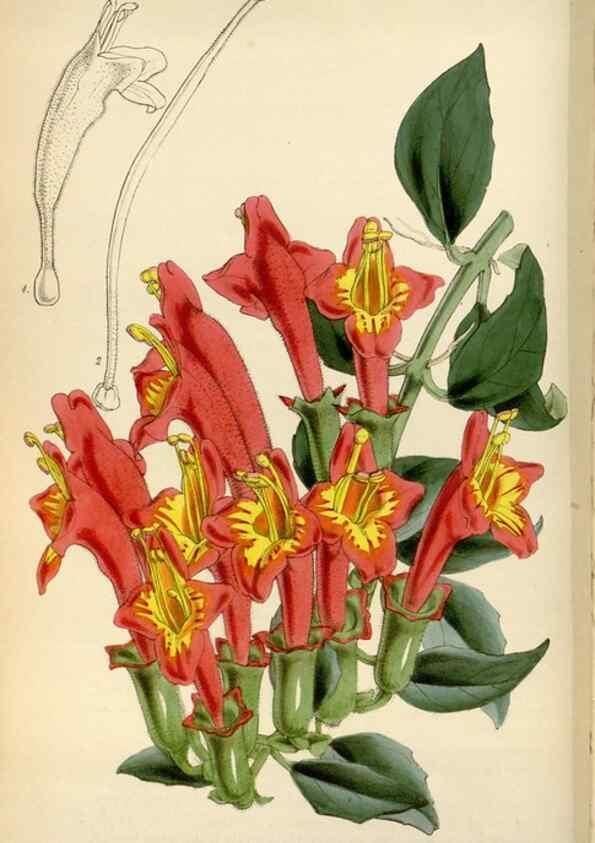 Reproducción/Reproduction 8241583852: Curtis's botanical magazine.. London ;New York [etc.] :Academic Press [etc.]