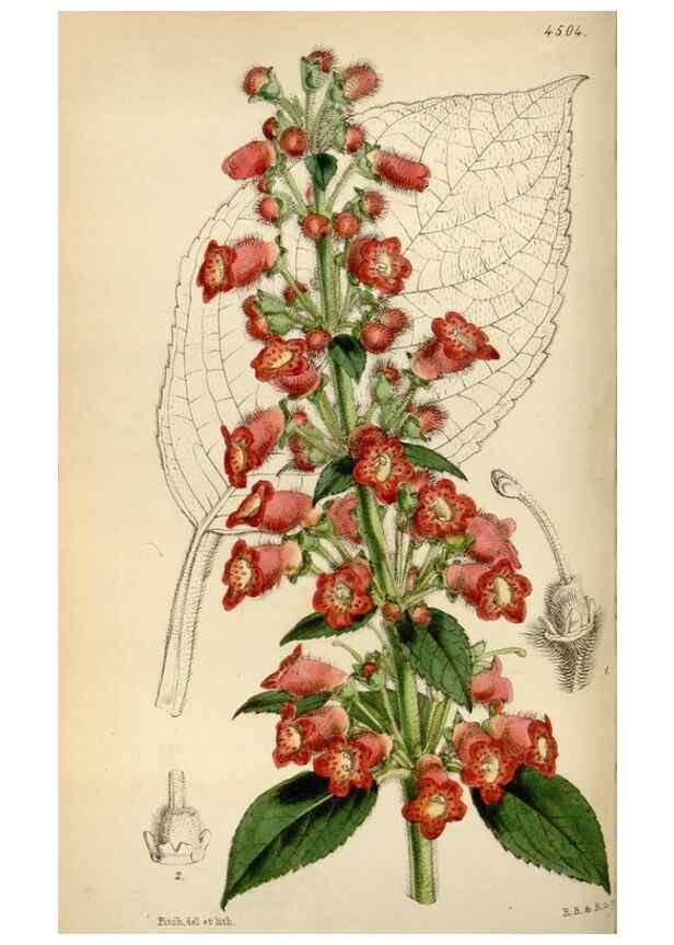 Reproducción/Reproduction 8241584660: Curtis's botanical magazine.. London ;New York [etc.] :Academic Press [etc.]