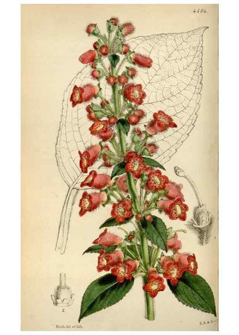 Reproducción/Reproduction 8241584660: Curtis's botanical magazine.. London ;New York [etc.] :Academic Press [etc.]