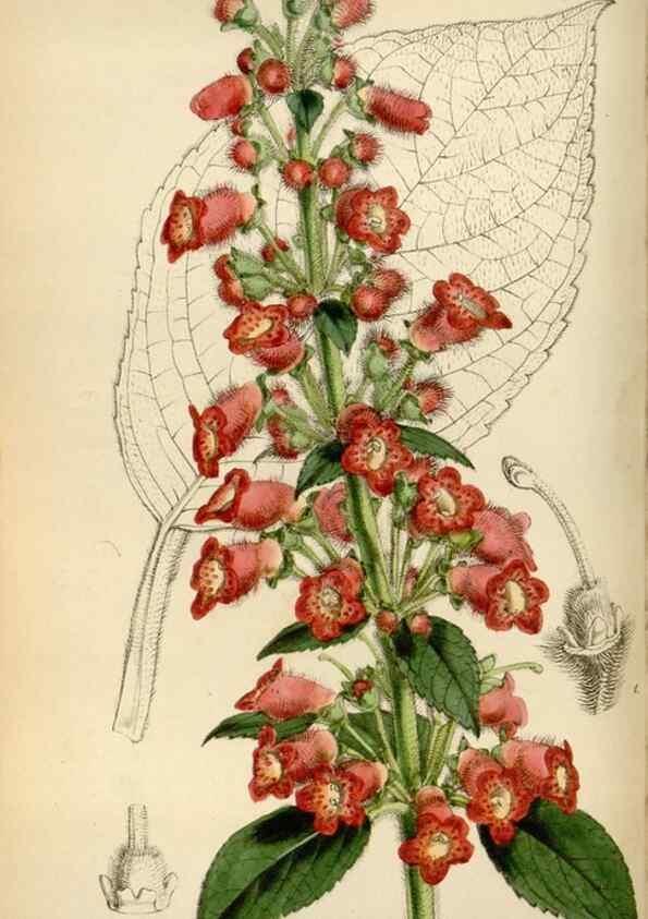 Reproducción/Reproduction 8241584660: Curtis's botanical magazine.. London ;New York [etc.] :Academic Press [etc.]