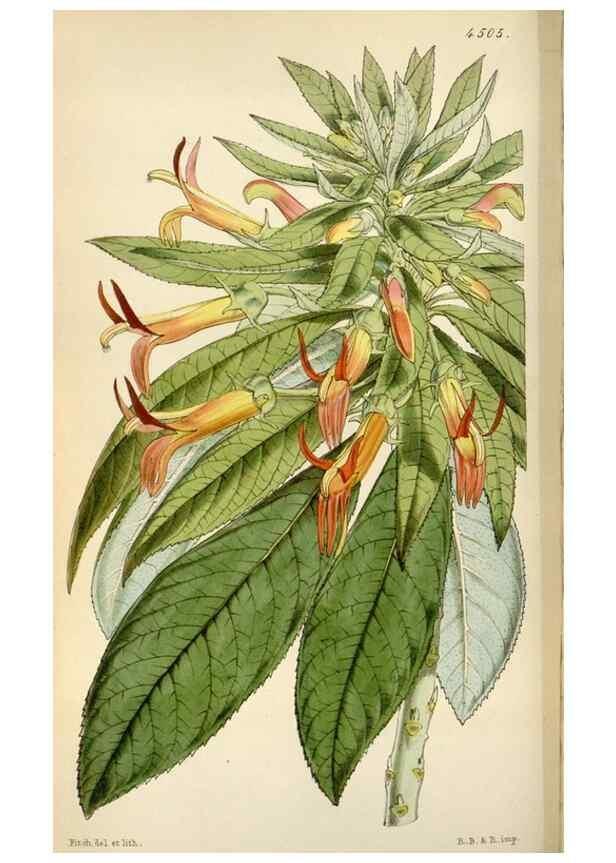 Reproducción/Reproduction 8240517671: Curtis's botanical magazine.. London ;New York [etc.] :Academic Press [etc.]