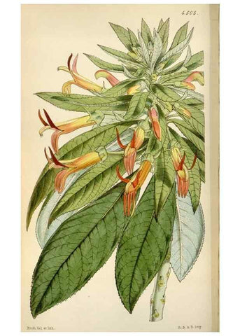 Reproducción/Reproduction 8240517671: Curtis's botanical magazine.. London ;New York [etc.] :Academic Press [etc.]