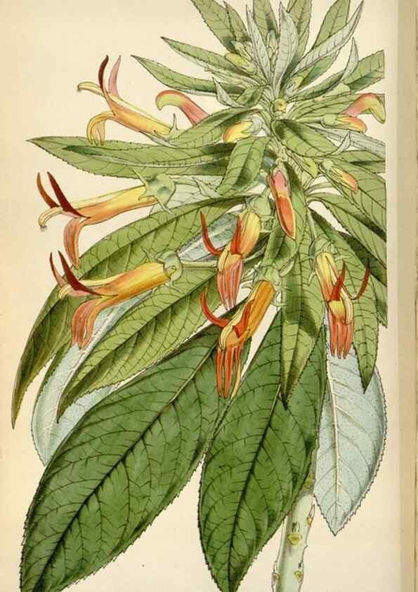Reproducción/Reproduction 8240517671: Curtis's botanical magazine.. London ;New York [etc.] :Academic Press [etc.]