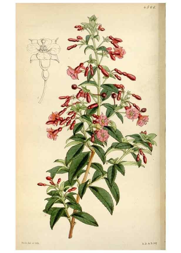Reproducción/Reproduction 8241587120: Curtis's botanical magazine.. London ;New York [etc.] :Academic Press [etc.]