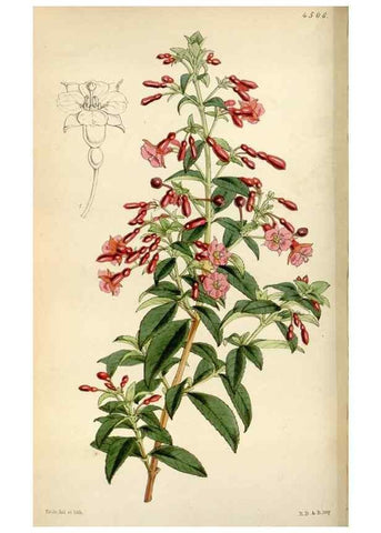 Reproducción/Reproduction 8241587120: Curtis's botanical magazine.. London ;New York [etc.] :Academic Press [etc.]