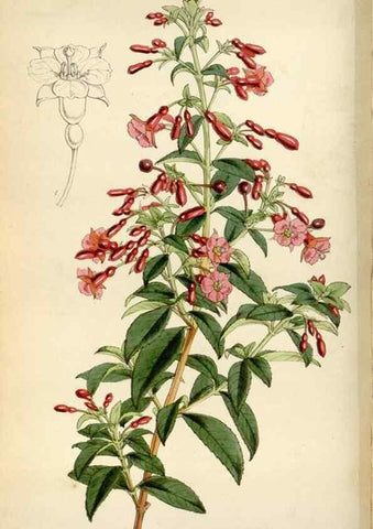 Reproducción/Reproduction 8241587120: Curtis's botanical magazine.. London ;New York [etc.] :Academic Press [etc.]