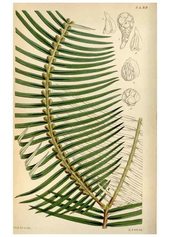 Reproducción/Reproduction 8240512517: Curtis's botanical magazine.. London ;New York [etc.] :Academic Press [etc.]