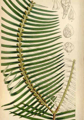 Reproducción/Reproduction 8240512517: Curtis's botanical magazine.. London ;New York [etc.] :Academic Press [etc.]