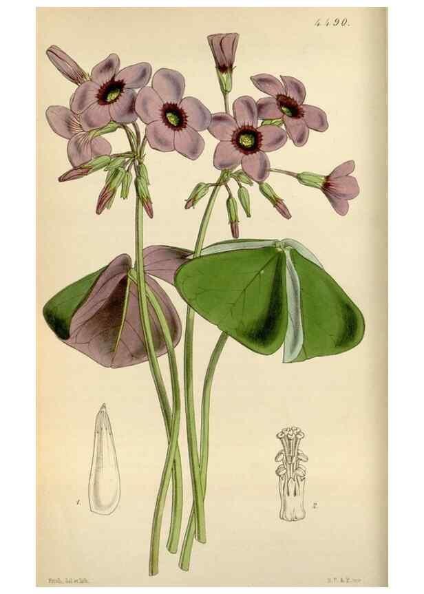 Reproducción/Reproduction 8241573956: Curtis's botanical magazine.. London ;New York [etc.] :Academic Press [etc.]