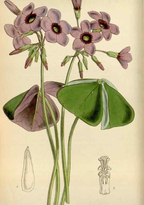 Reproducción/Reproduction 8241573956: Curtis's botanical magazine.. London ;New York [etc.] :Academic Press [etc.]