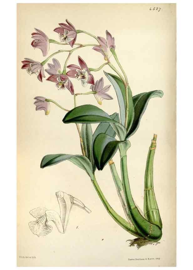 Reproducción/Reproduction 8241606444: Curtis's botanical magazine.. London ;New York [etc.] :Academic Press [etc.]