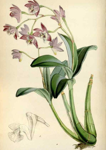 Reproducción/Reproduction 8241606444: Curtis's botanical magazine.. London ;New York [etc.] :Academic Press [etc.]