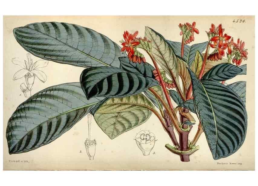 Reproducción/Reproduction 8240538309: Curtis's botanical magazine.. London ;New York [etc.] :Academic Press [etc.]